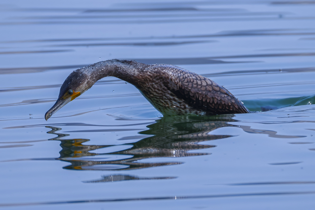 A cormorant seeks food on Dingxiang Lake in Shenyang City, Liaoning Province, NE China, April 3rd, 2024. /CFP