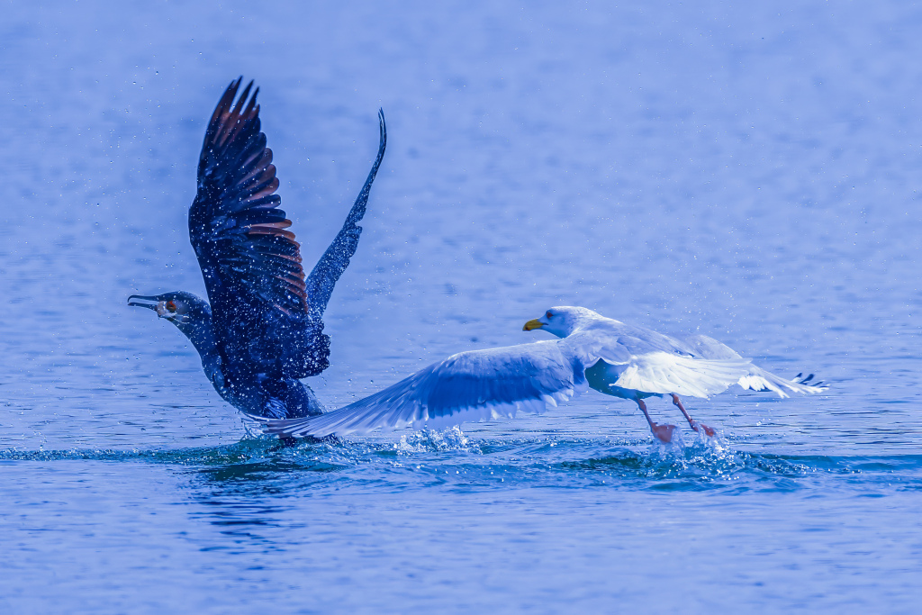 A cormorant is chased by a gull on Dingxiang Lake in Shenyang City, Liaoning Province, NE China, April 3rd, 2024. /CFP