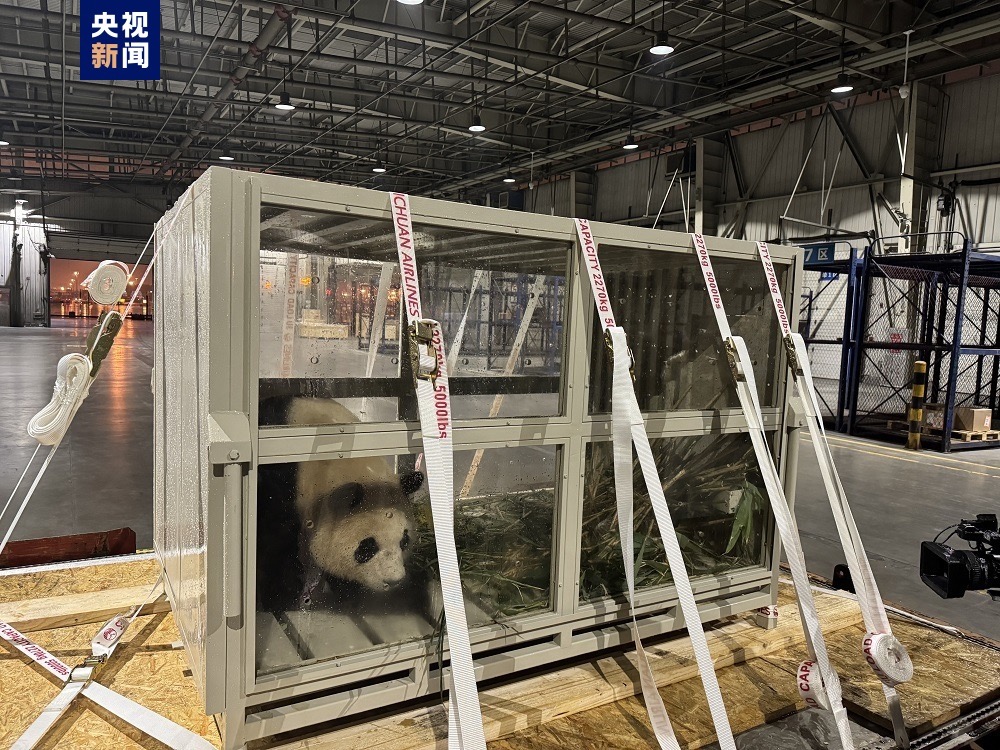 Giant panda Fu Bao arrives in southwest China's Chengdu City, Sichuan Province, April 3, 2024. /CMG