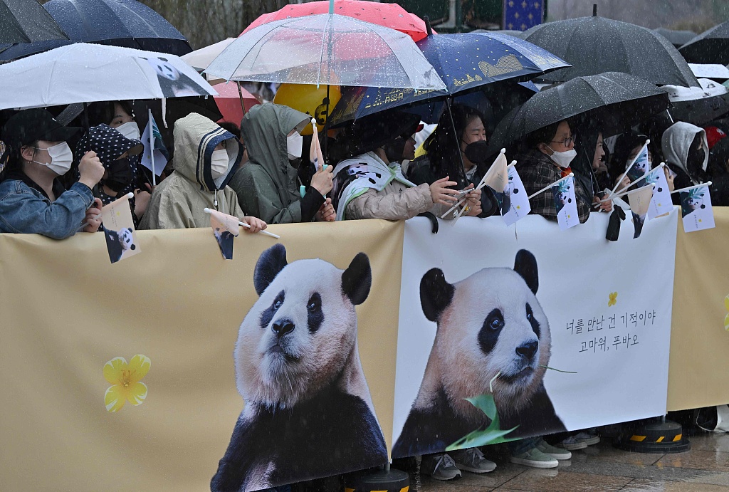South Koreans have flocked to Everland Resort to see Fu Bao before she returns to China on April 3, 2024. /CFP