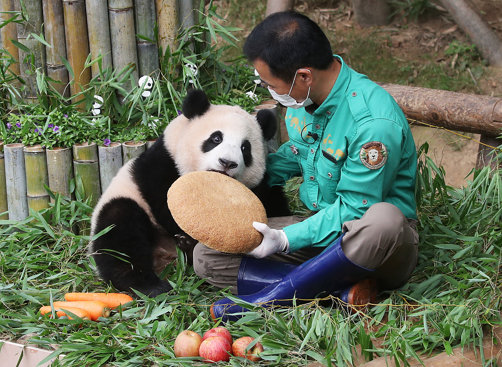 Fu Bao’s keeper provides special treats to celebrate her first birthday on July 20, 2021. /CFP