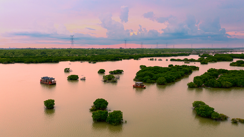 An aerial view of mangrove forests on Jinniu Island, Zhanjiang City, south China's Guangdong Province, August 3, 2022. /CFP