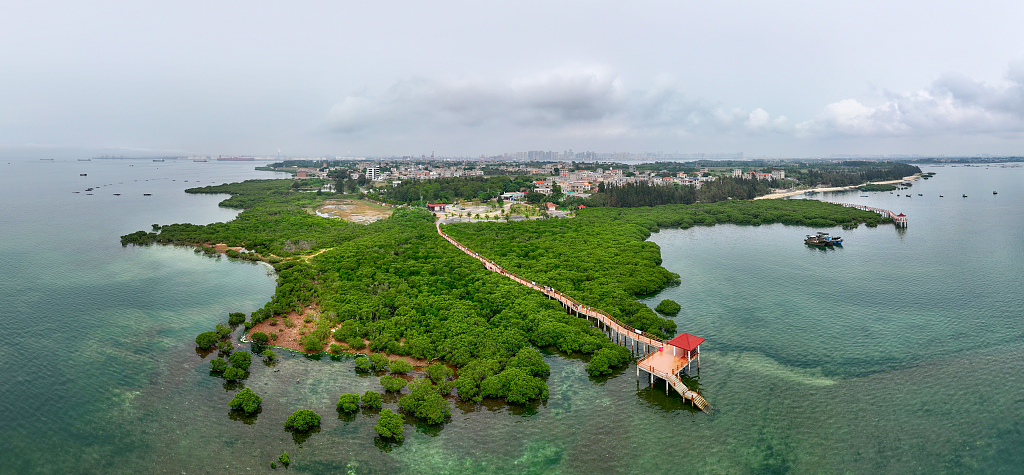 An aerial view of a mangrove forest in Xiashan District, Zhanjiang City, south China's Guangdong Province, March 28, 2024. /CFP