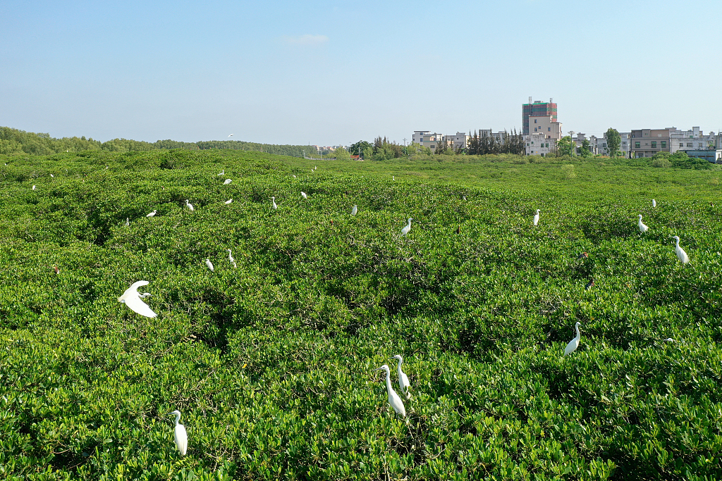 Egrets are seen in a mangrove forest in Zhanjiang City, south China's Guangdong Province, February 1, 2024. /CFP