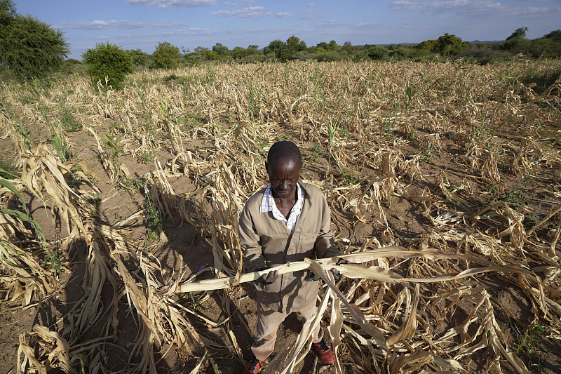 A farmer in the Mangwe district in southwestern Zimbabwe stands in the middle of his dried up crop field amid a drought in Zimbabwe, March 22, 2024. /CFP