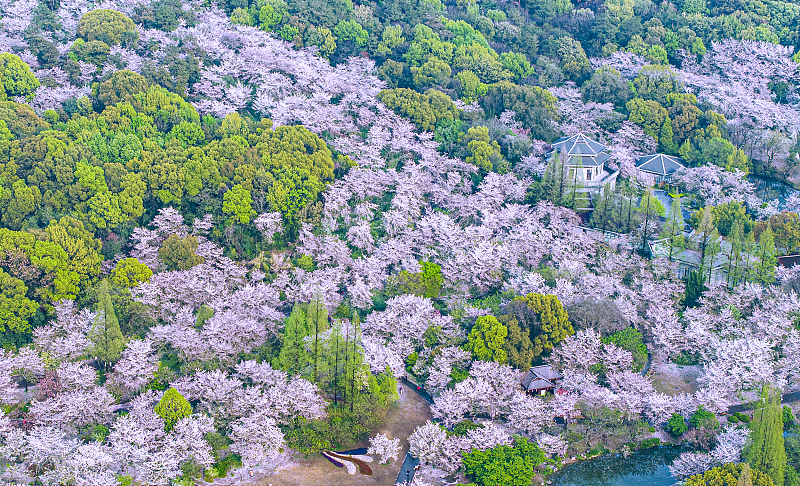 Hundreds of cherry blossom trees bloom at the Yuantouzhu scenic spot in Wuxi, Jiangsu Province, April 2, 2024. /CFP