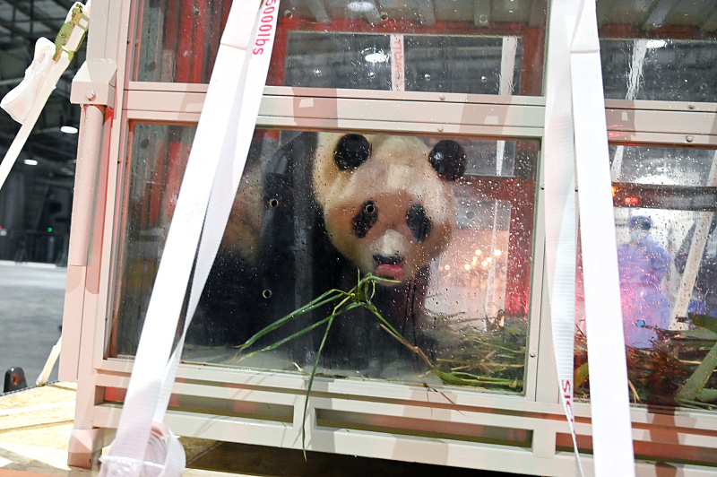 The giant panda Fu Bao is seen at the Chengdu Shuangliu International Airport in Chengdu, Sichuan Province, April 3, 2024. /CFP