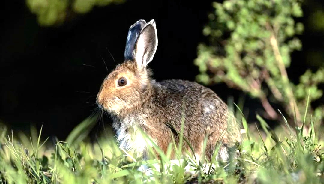 The Hainan hare is the smallest rabbit in China. /Photo provided to CGTN