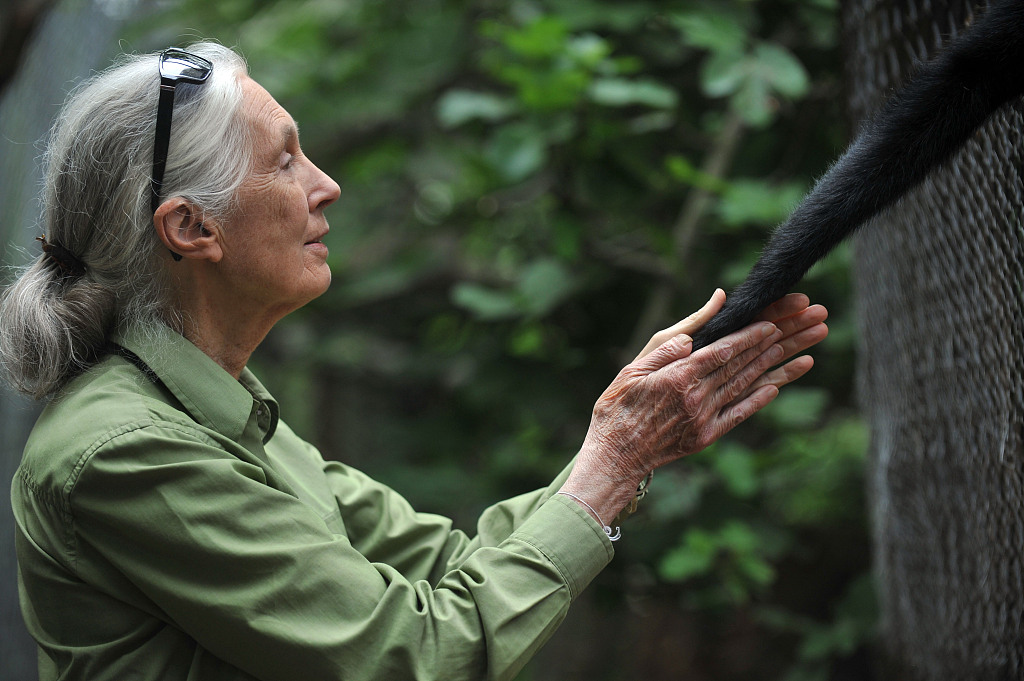 Jane Goodall takes the hand of a spider monkey during her visit to the Rehabilitation Center and Primate Rescue in Chile, November 23, 2013. /CFP
