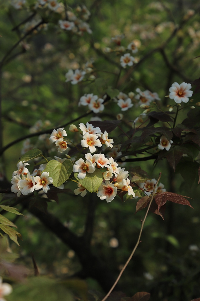Tung tree flowers. /CFP