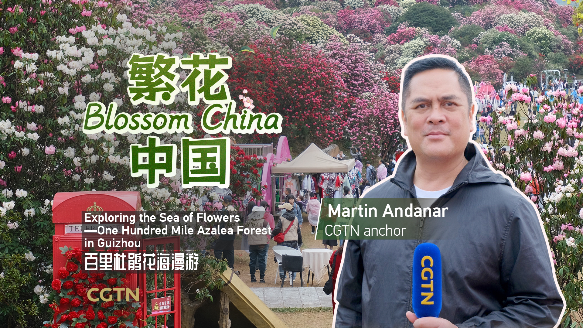 Live: Exploring the sea of flowers — One hundred mile azalea forest in Guizhou