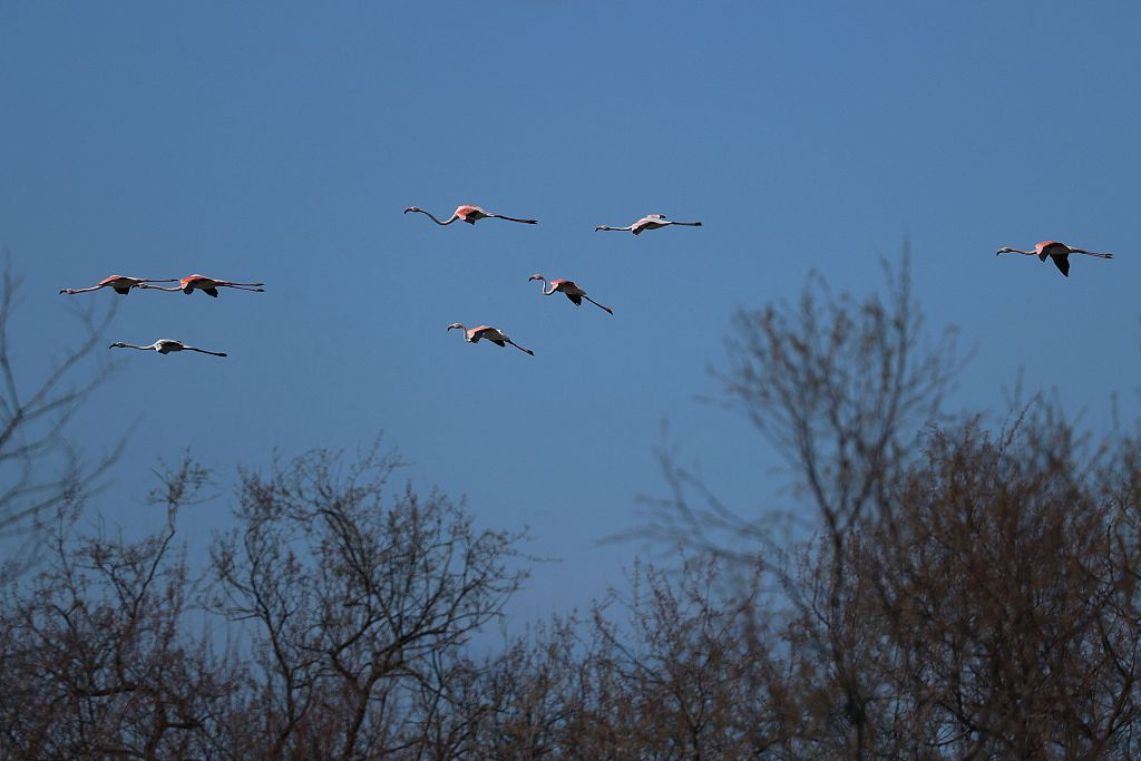 A flock of greater flamingos fly at the Vain Lagoon near the city of Lezhe, Albania, March 13, 2024. /CFP