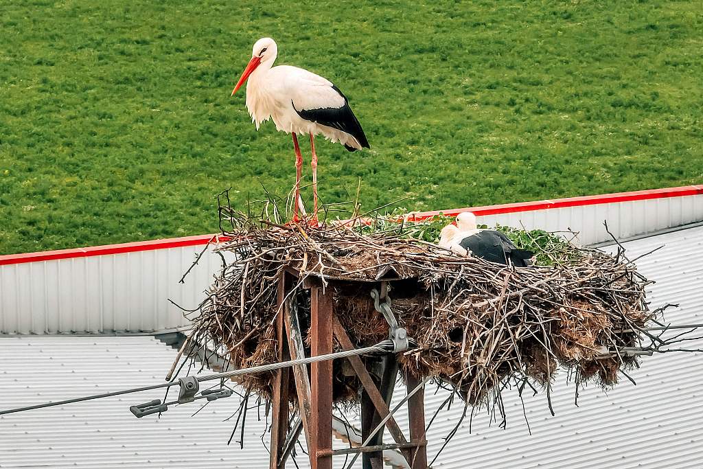 A couple of storks in their nest, on top of an electric pole in Gjirokaster, Albania, March 26, 2024. /CFP