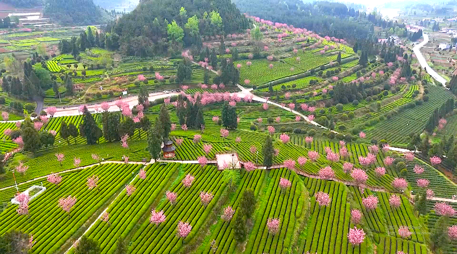 Cherry blossoms bloom in a tea garden in Yinjiang, Guizhou Province on April 2, 2024. /Photo provided to CGTN