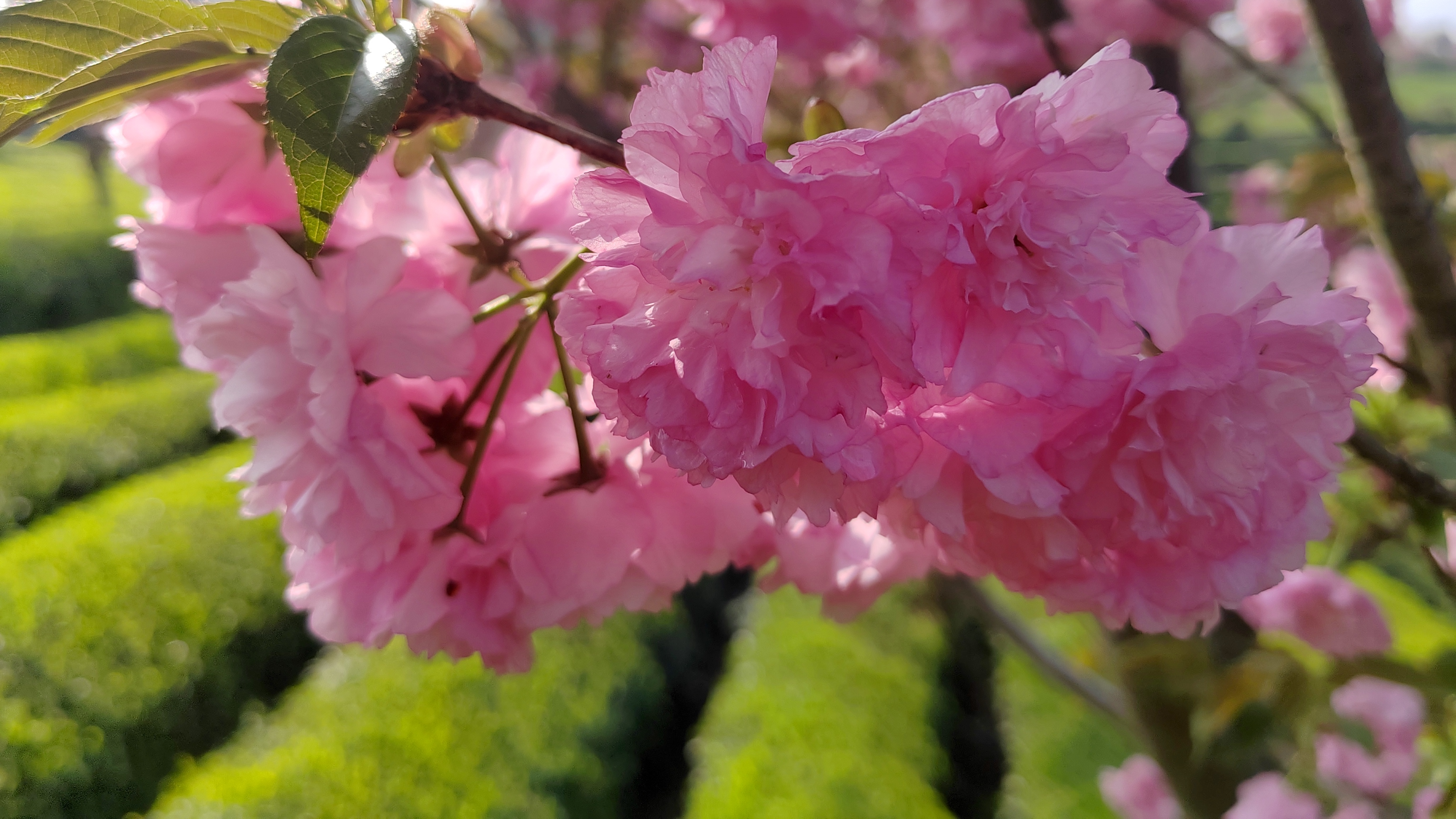 Cherry blossoms in Guizhou tea garden