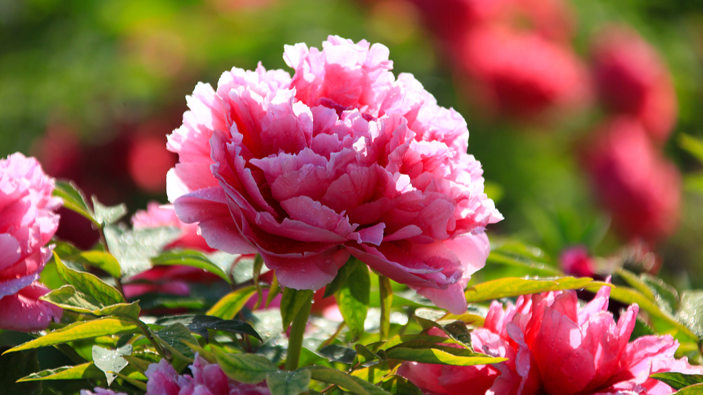  Live: The blooming peonies of Heze City – Ep.2