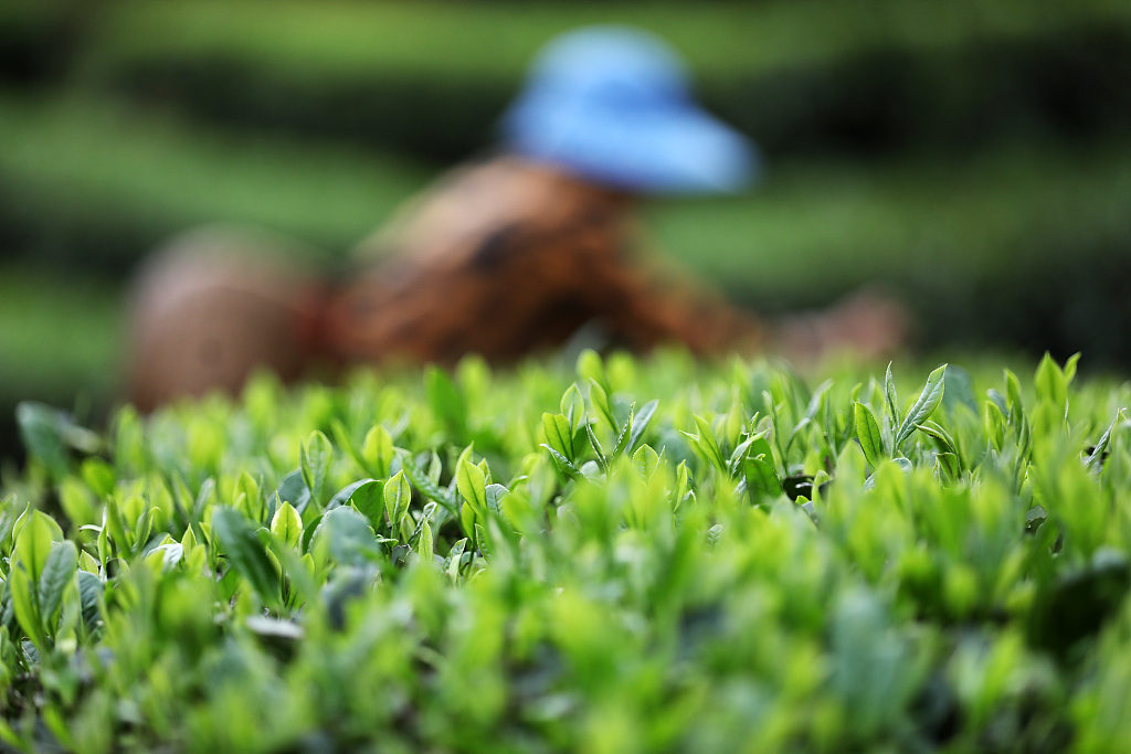 A farmer picks up the spring tea at a tea garden in Zixing, Hunan Province, April 2, 2024. /CFP