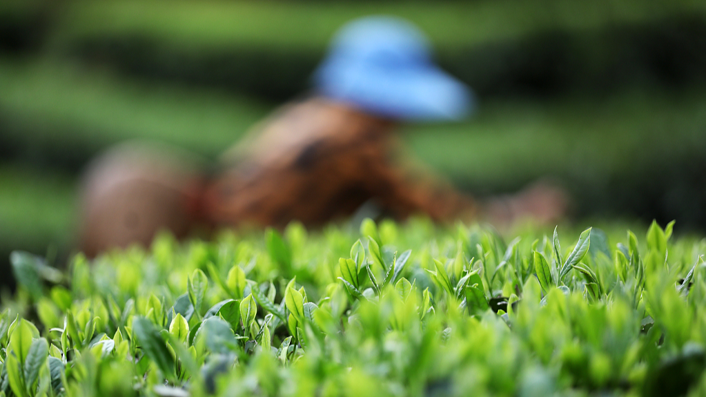 Farmers busy picking up spring tea in China