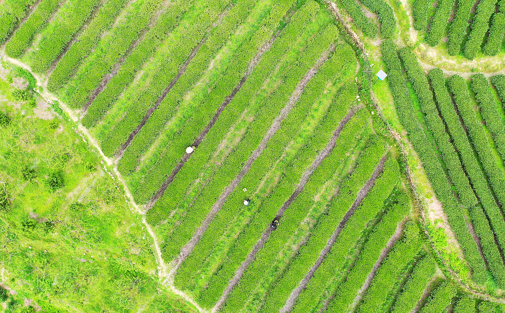 Farmers pick up the spring tea at a tea garden in Zixing, Hunan Province, April 2, 2024. /CFP