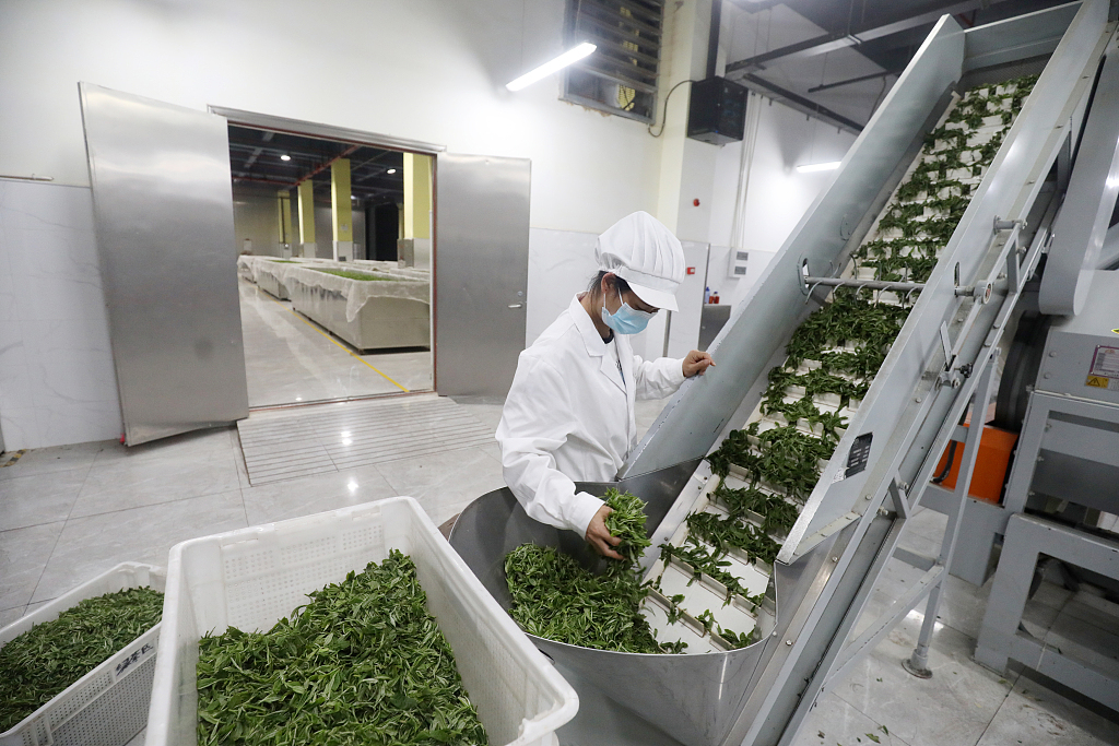 A worker processes the spring tea at a factory in Zixing, Hunan Province, April 2, 2024. /CFP