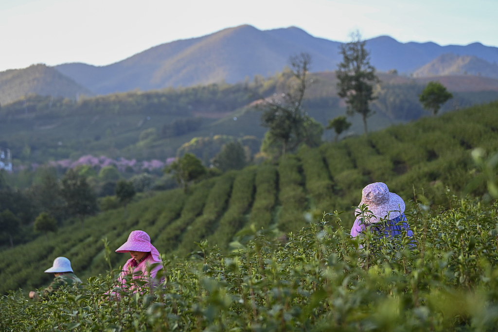 Farmers pick up the spring tea at a tea garden in Wuxi, Jiangsu Province, April 5, 2024. /CFP