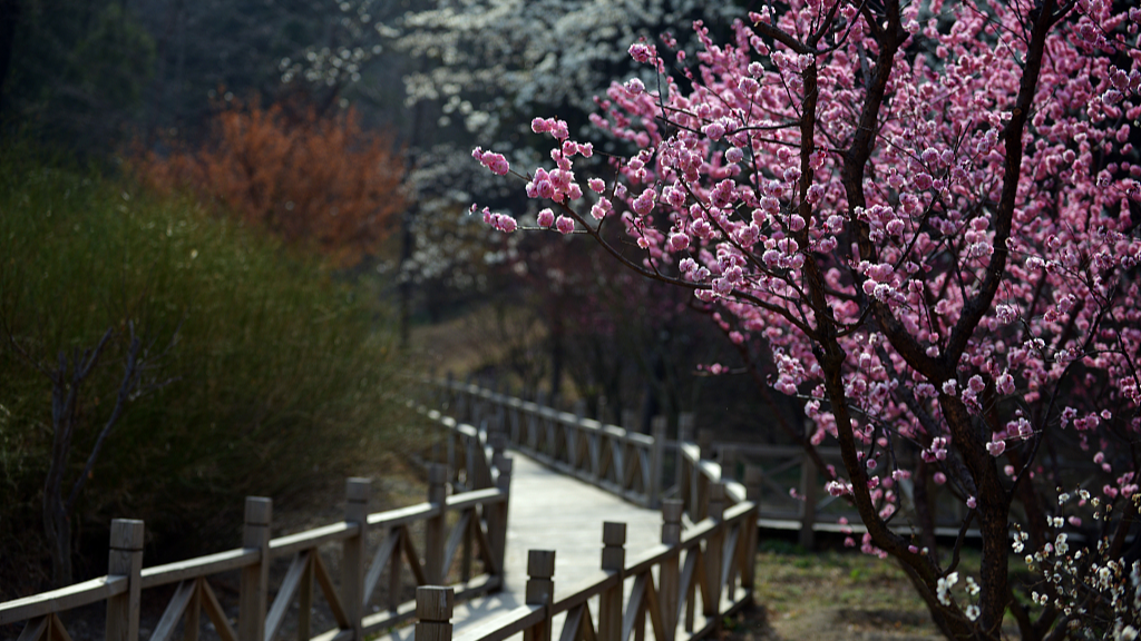 Live: Xiangshan Park in Beijing blossoms with the arrival of spring