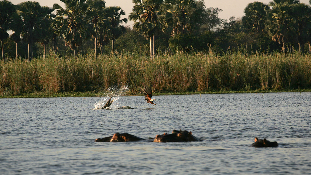 Nile crocodiles and birds in Malawi's Liwonde National Park. /CFP