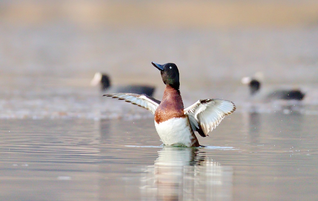 Baer's pochard is now under first-class state protection in China. /CFP