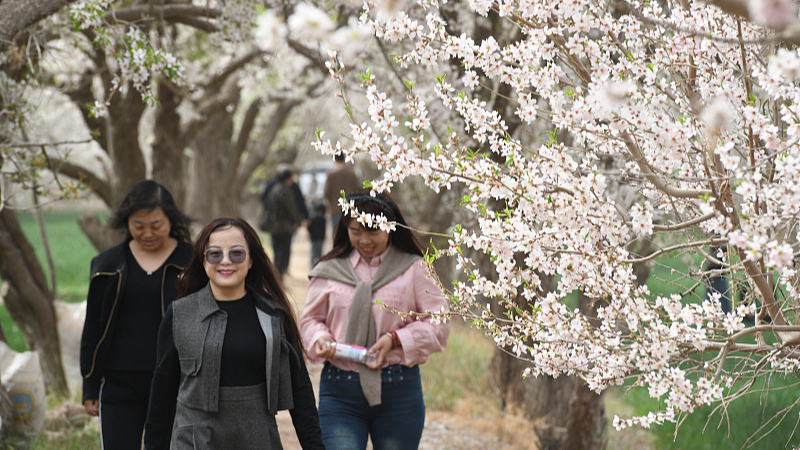 Tourists enjoy the blooming almond flowers in Kashgar prefecture, northwest China's Xinjiang Uygur Autonomous Region, April 6, 2024. /CFP