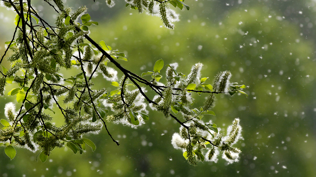 The catkins look like cotton clusters with seeds wrapped in fabric. /CFP