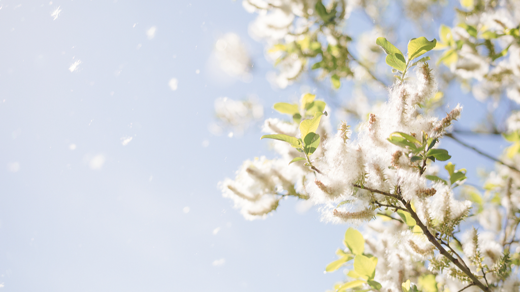 The floating catkins can also affect the air quality. They are also a nuisance for urban residents who have allergies. /CFP