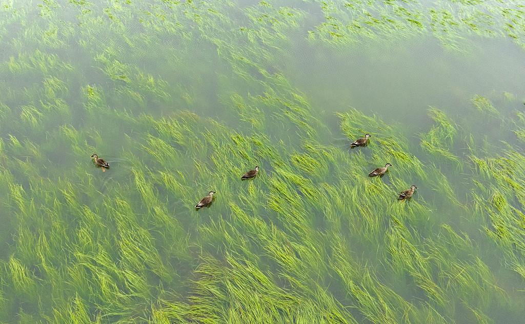 Water birds in Poyang Lake in east China's Jiangxi Province. /CFP