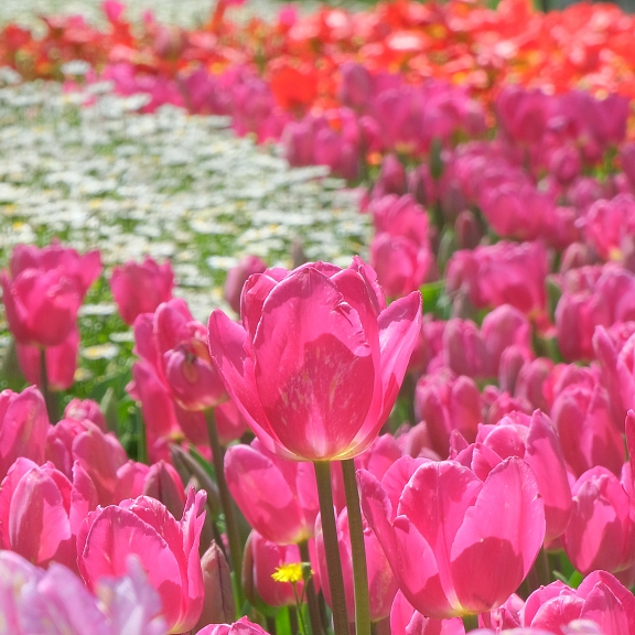 Live: Hundreds of colourful tulips on display in Istanbul - CGTN