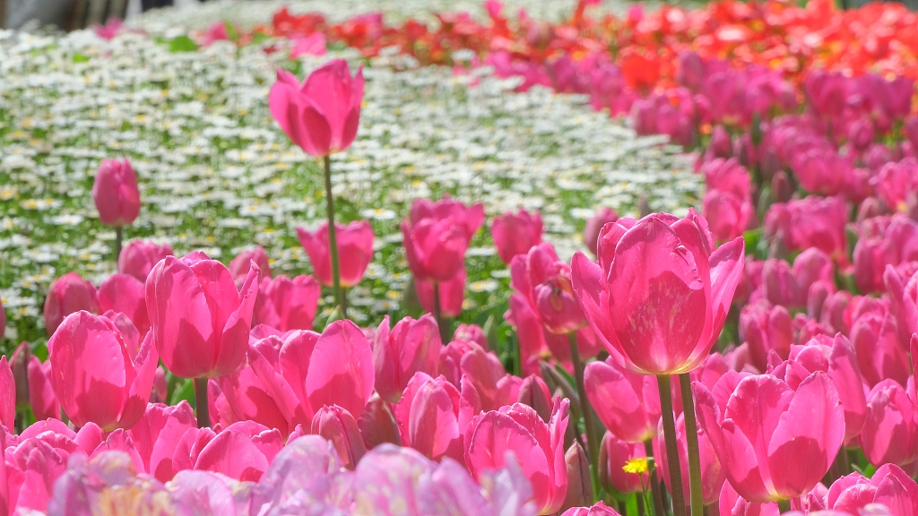 Live: Hundreds of colourful tulips on display in Istanbul
