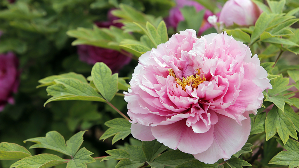 Live: The blooming peonies of Heze City – Ep.3