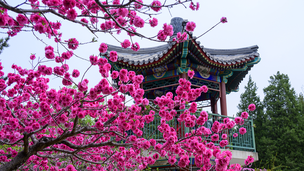 Live: Xiangshan Park in Beijing blossoms with the arrival of spring – Ep.2