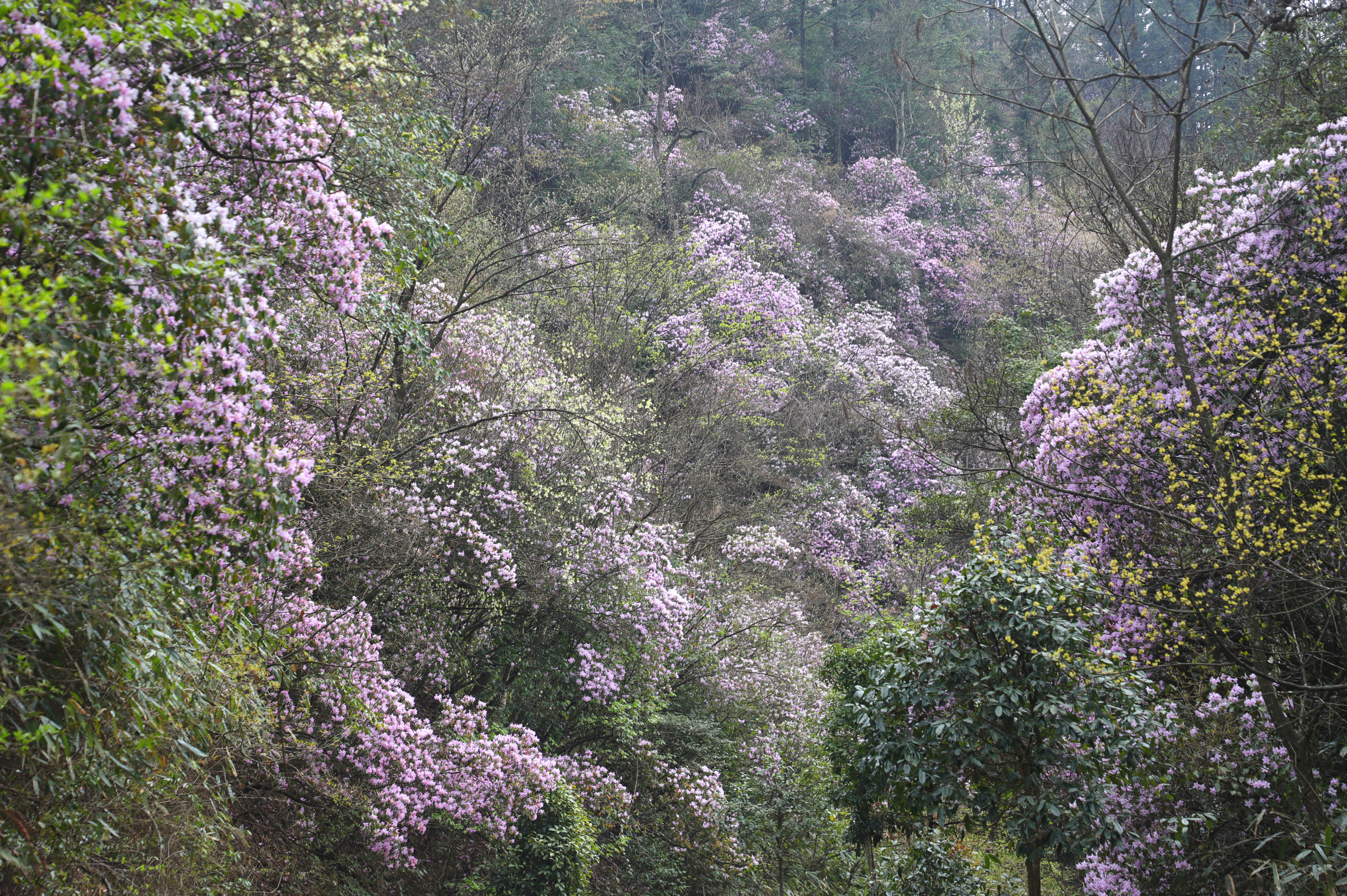 Wild azaleas bloom in the western foothills of Mount Fanjing, Tongren, Guizhou Province. /Provided to CGTN