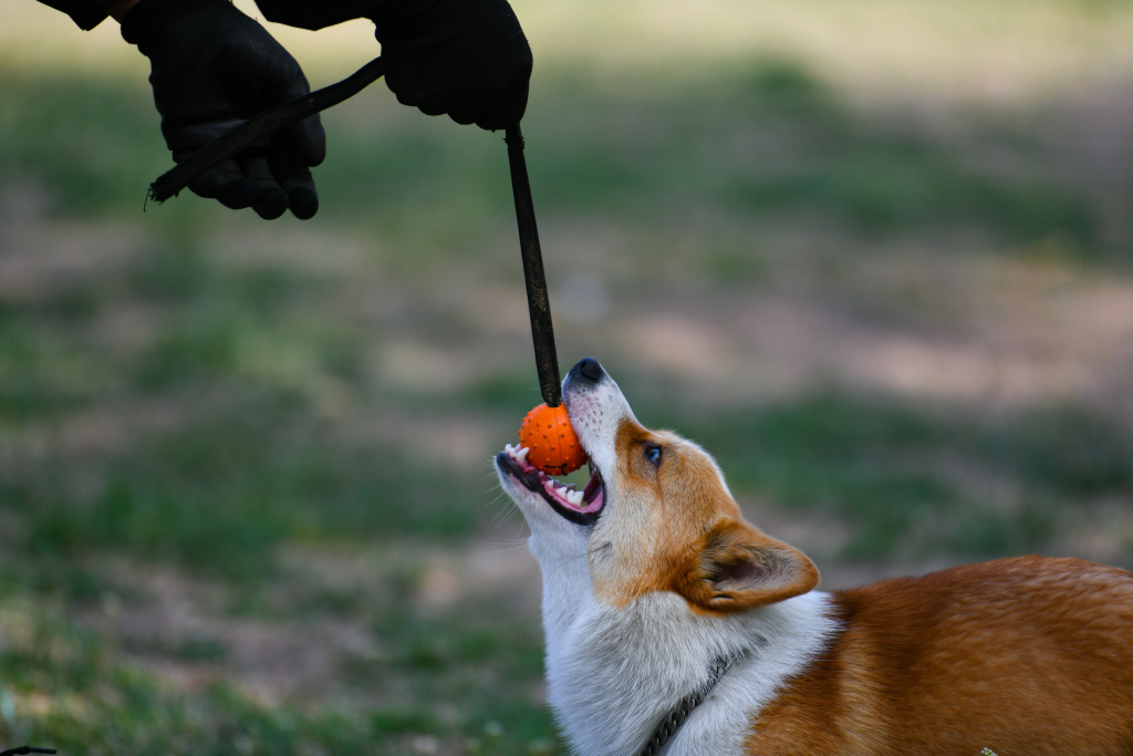China's first corgi police dog Fuzai plays during a training break in Weifang, Shandong Province on April 7, 2024. /CFP