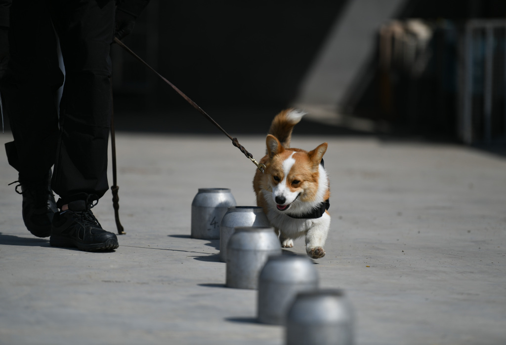 Fuzai, the first corgi police dog in China, has scent search training in Weifang, Shandong Province on April 7, 2024. /CFP