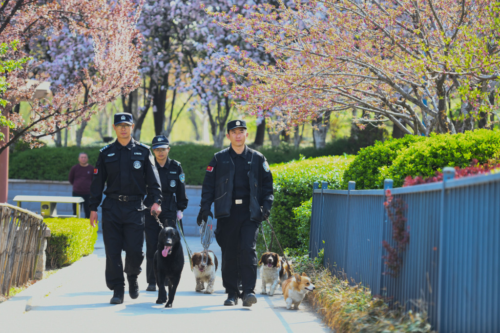 Police take corgi Fuzai and other police dogs on a patrol in Weifang, Shandong Province on April 7, 2024. /CFP