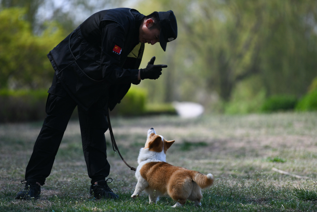 A police officer trains Fuzai, the first corgi police dog in China, in Weifang, Shandong Province on April 7, 2024. /CFP