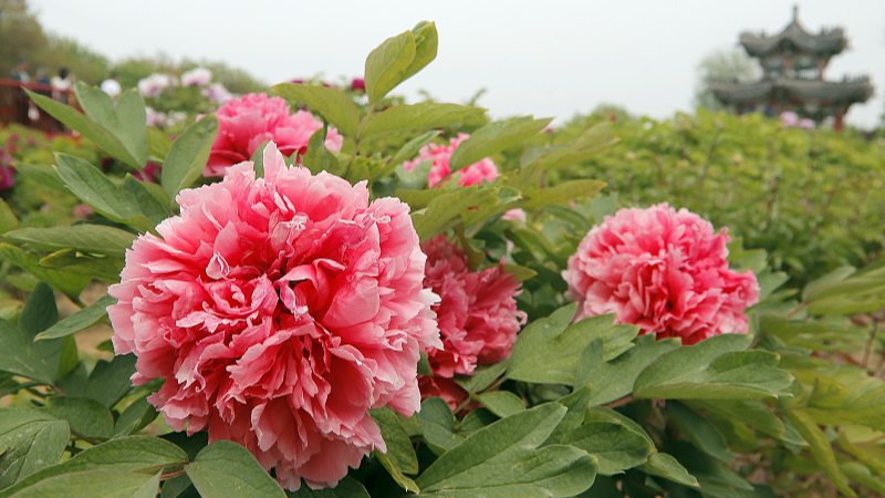 Live: The blooming peonies of Heze City – Ep. 4