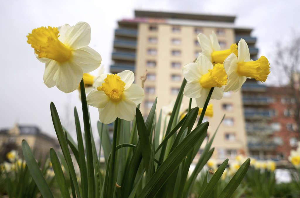 Daffodils bloom and embrace early summer in Leipzig, Germany, March 30, 2024. /CFP