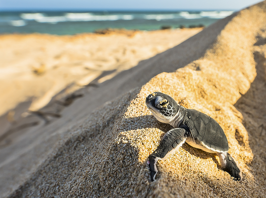 A newly hatched turtle makes its first journey to the sea in Exmouth, Australia. /CFP