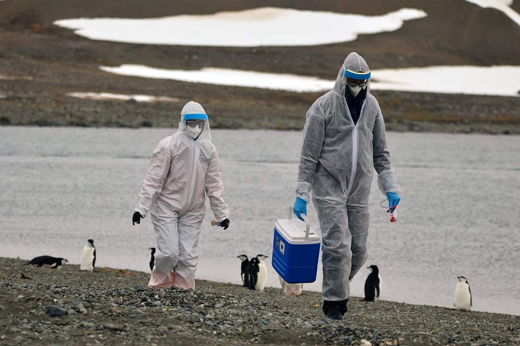 An undated picture released in March 2024 shows researchers checking the territory after detecting positive cases of H5N1 in Antarctica during a scientific expedition. /CFP