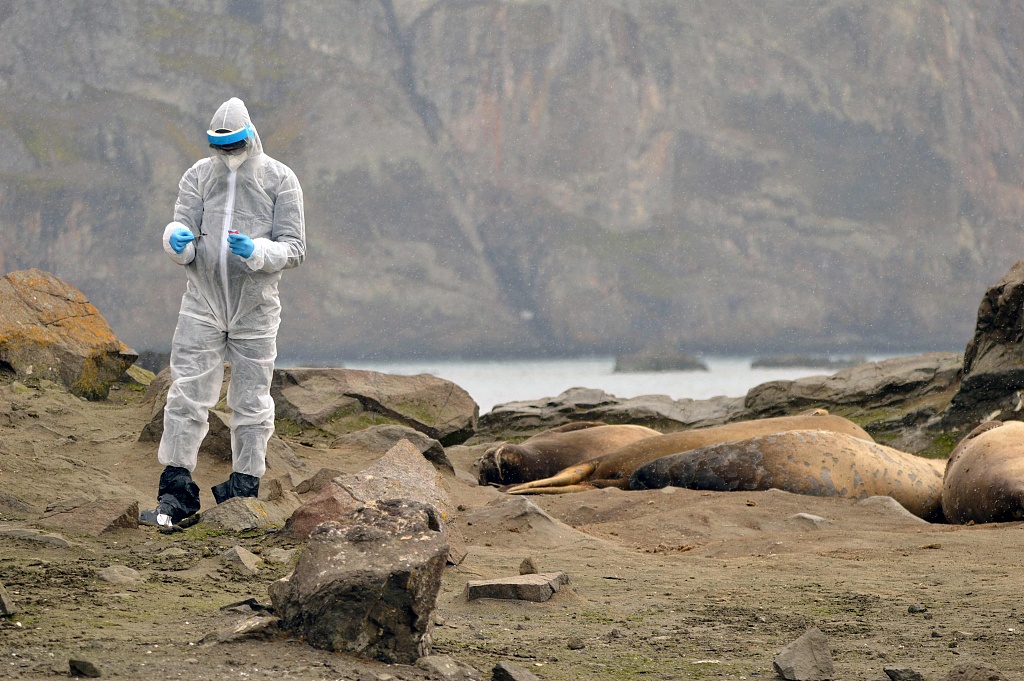 An undated picture released in March 2024 shows a researcher checking the territory following the detection of positive cases of H5N1 in Antarctica during a scientific expedition. /CFP