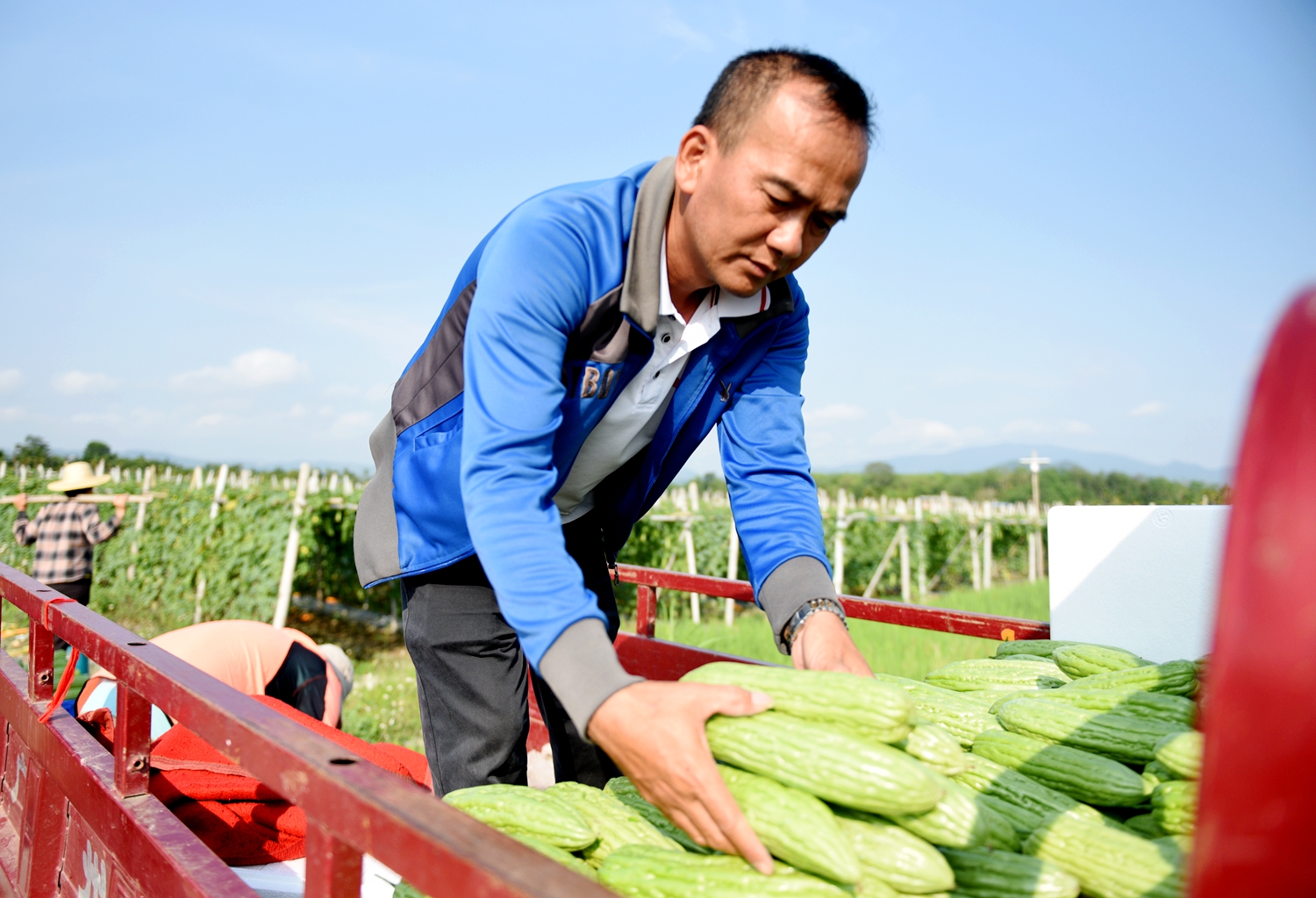 A farmer packs bitter gourds. /Photo provided to CGTN
