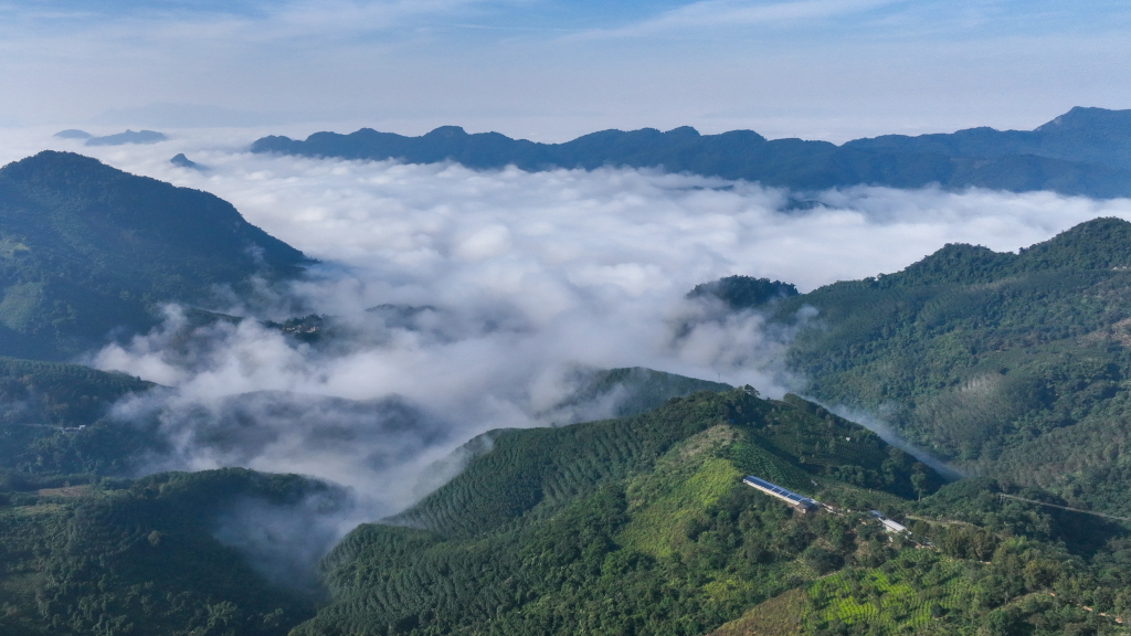 Tea plantations on the mountains in Mengla County, Xishuangbanna Dai Autonomous Prefecture, Yunnan Province, southwest China, November 29, 2023. /CFP