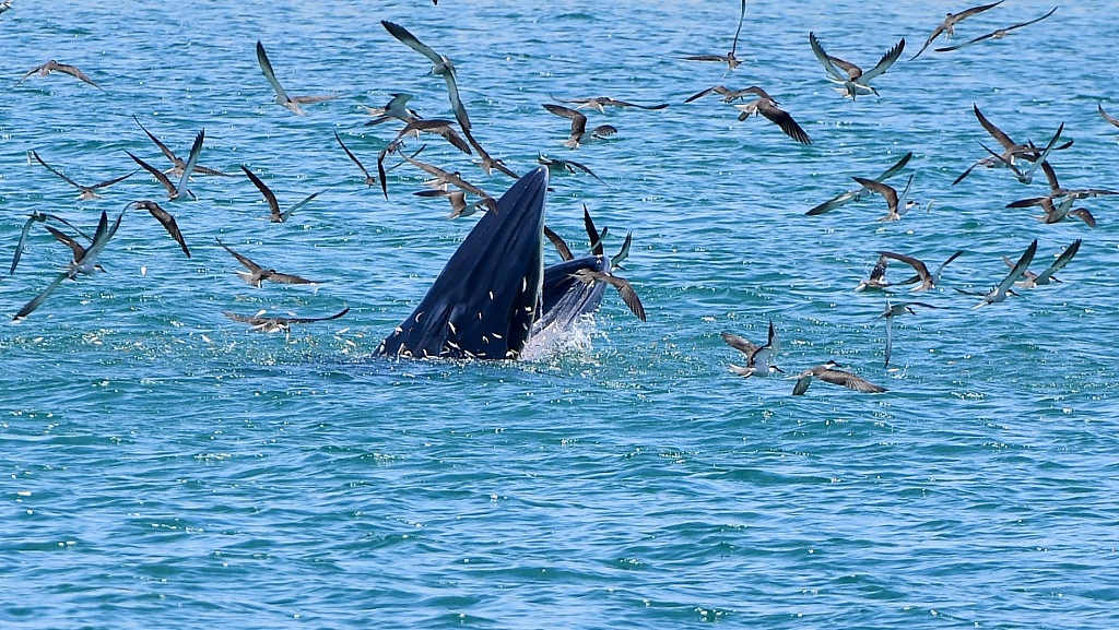 A feeding frenzy involving a Bryde's whale and birds at Dapeng Bay in Shenzhen City, south China's Guangdong Province, July 4, 2021. /CFP