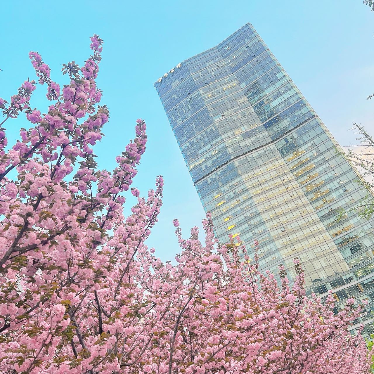 Photo taken on April 10, 2024 shows blooming flowers in Beijing. /CGTN